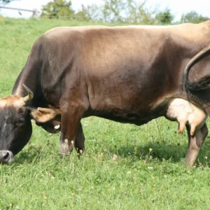 Cow